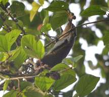 Image of Black-striped Squirrel