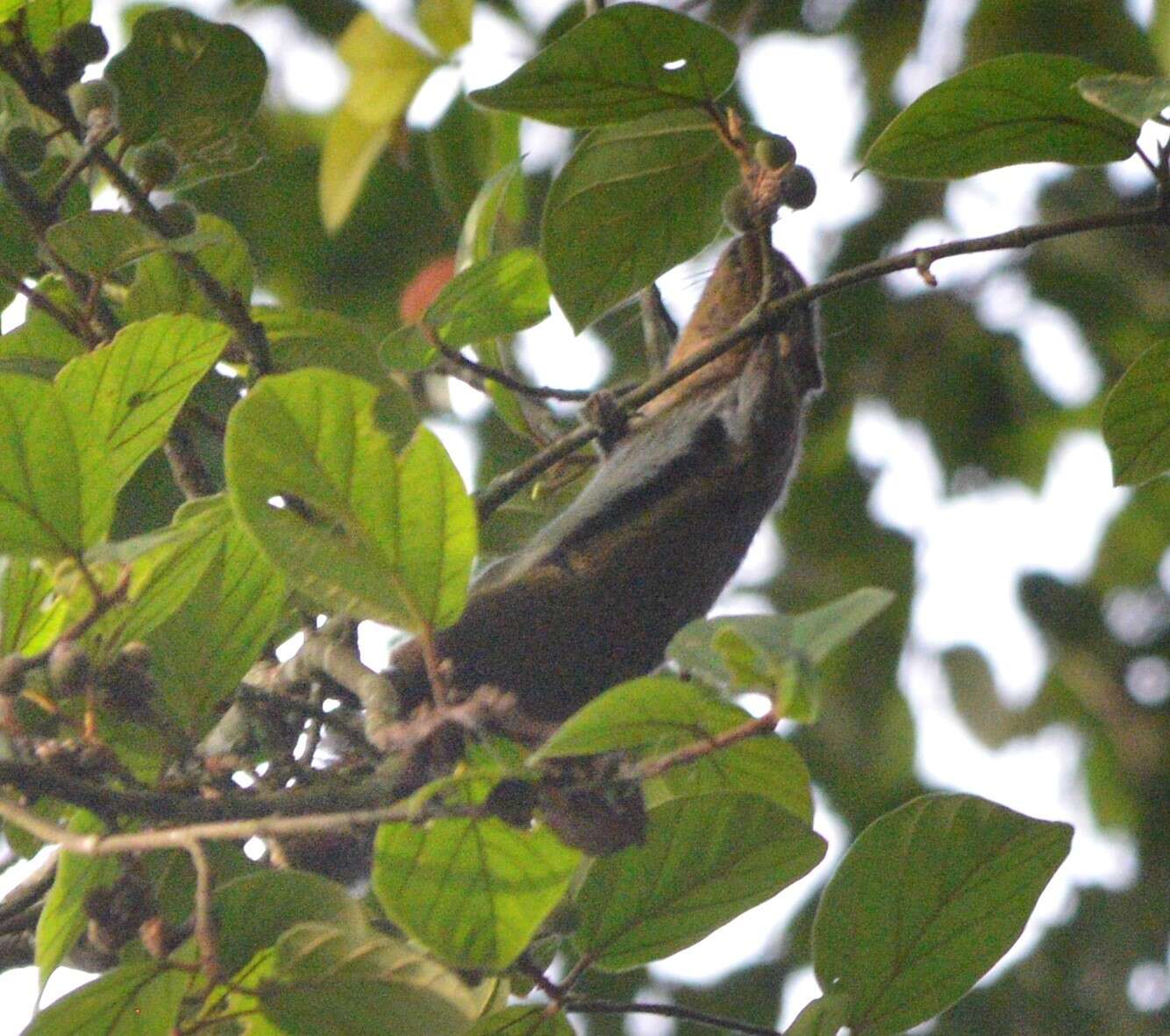 Plancia ëd Callosciurus nigrovittatus (Horsfield 1823)