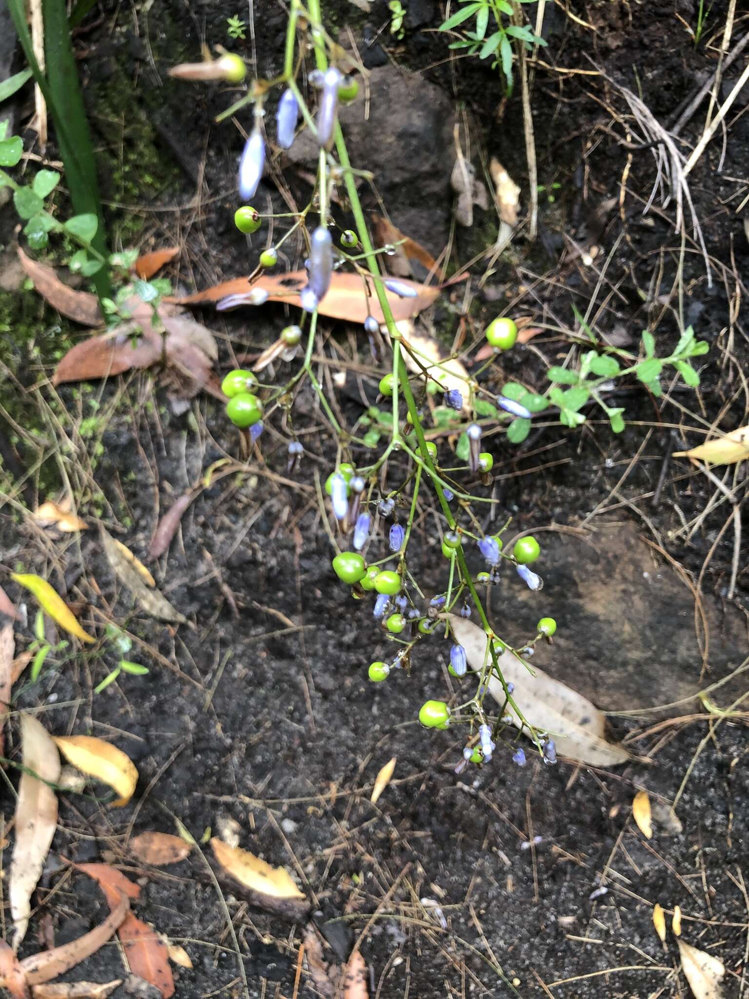 Image of Dianella caerulea var. producta R. J. F. Hend.