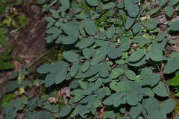 Image of Symphoricarpos albus var. albus