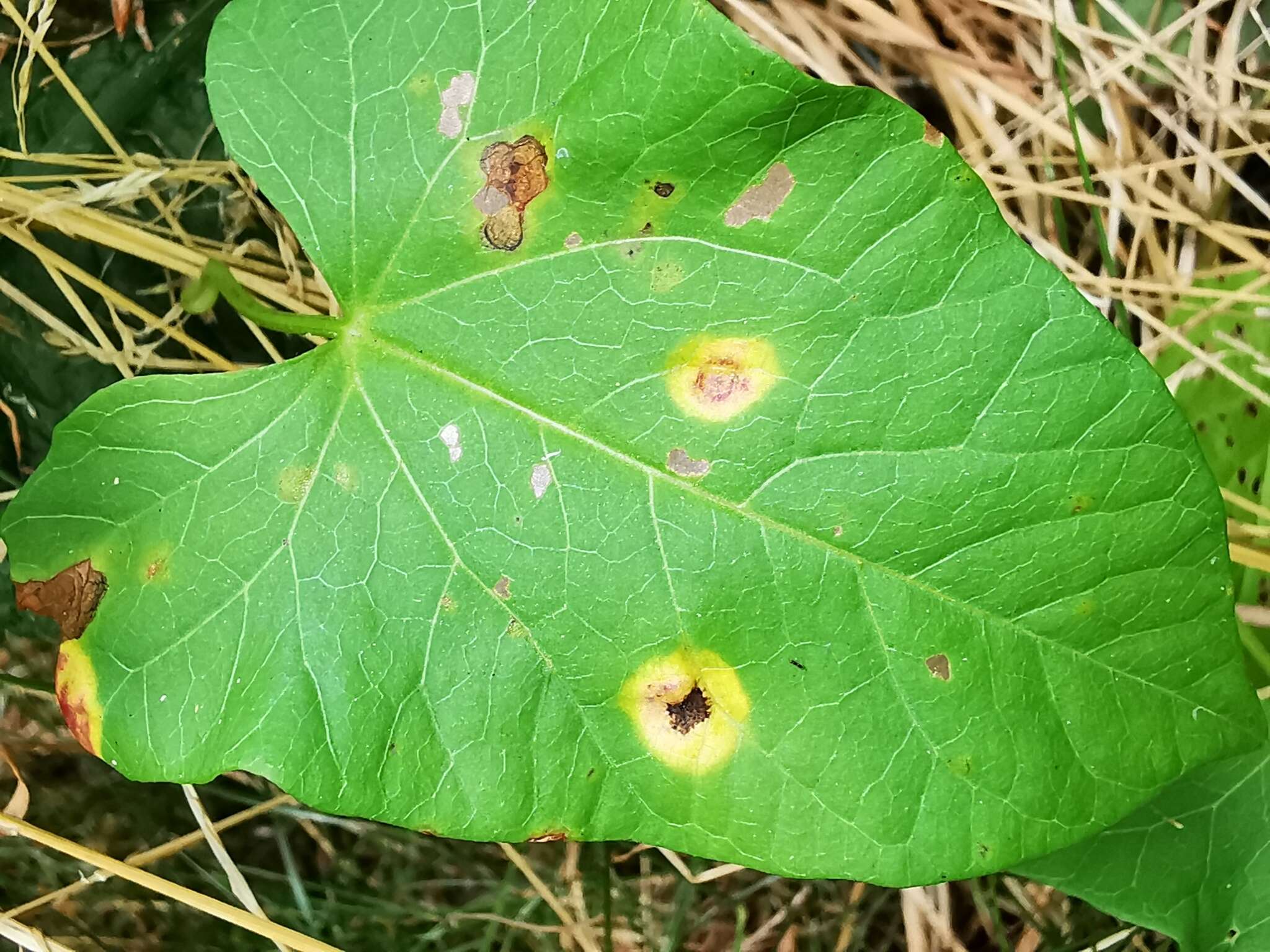 Image de Puccinia convolvuli (Pers.) Castagne 1842