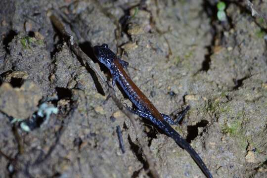 Image of Yonahlossee Salamander