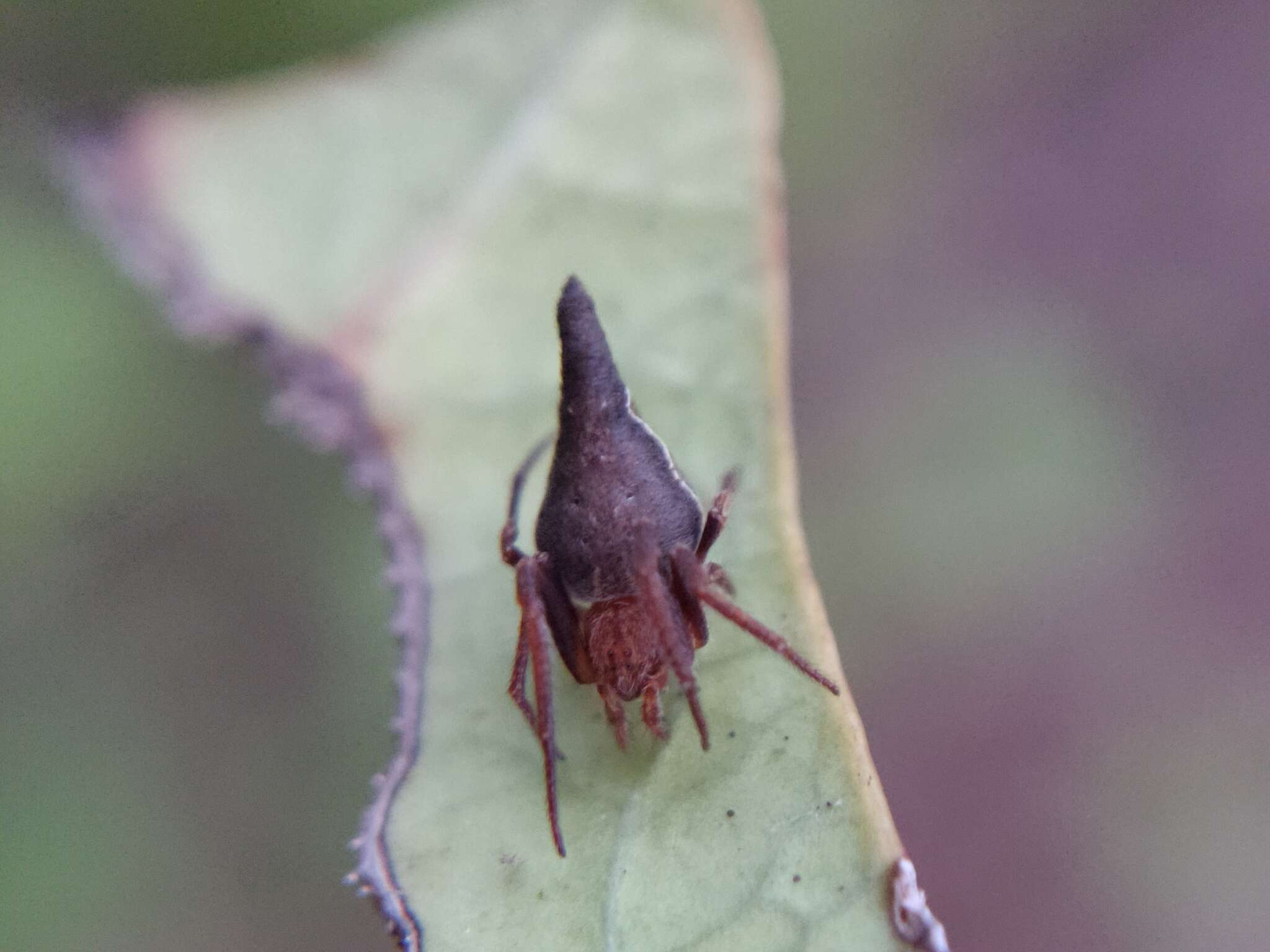 Image of Eriovixia gryffindori Ahmed, Khalap & Sumukha 2016