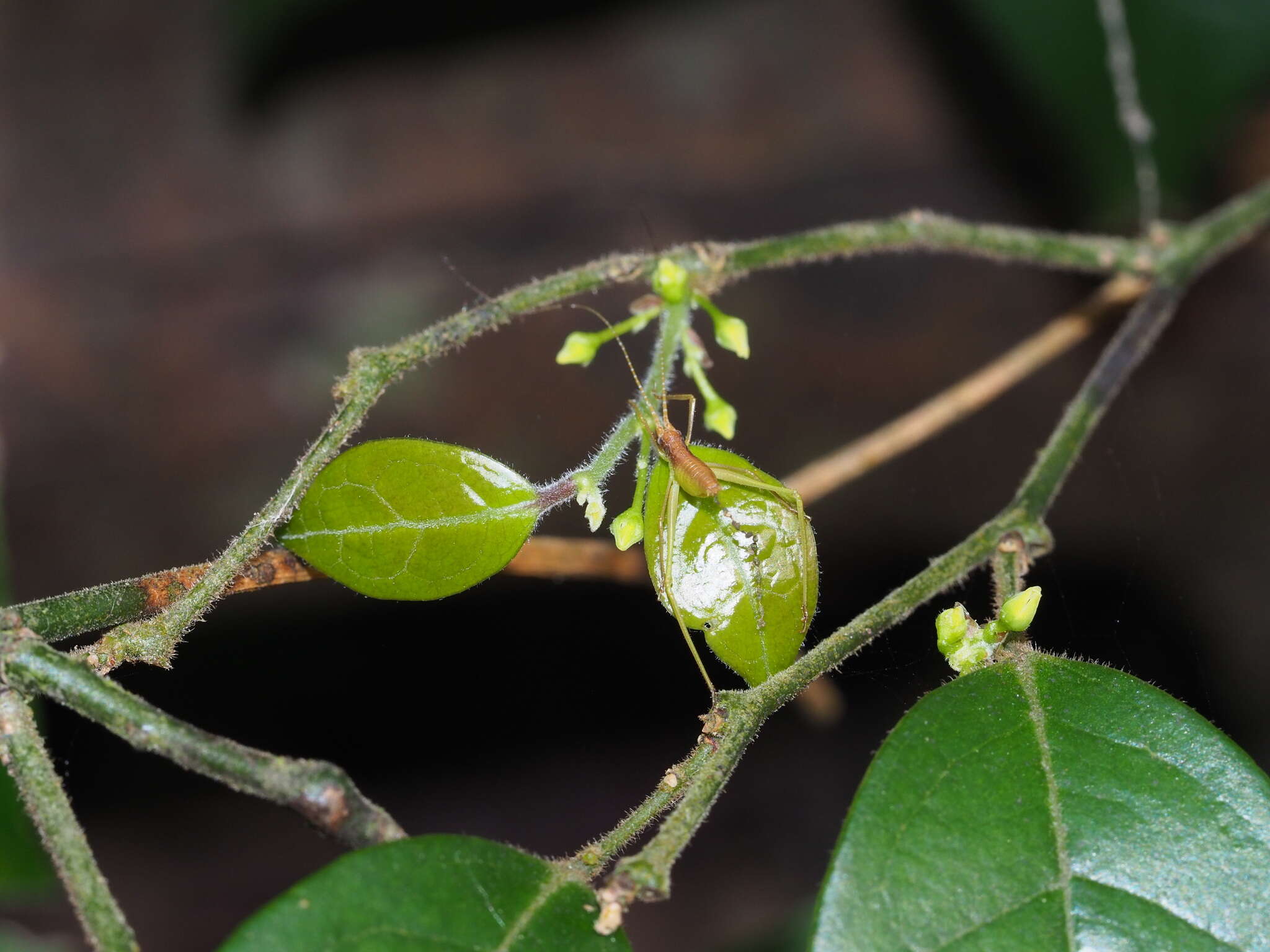 Image of Sabia swinhoei Hemsl ex Forb. & Hemsl.