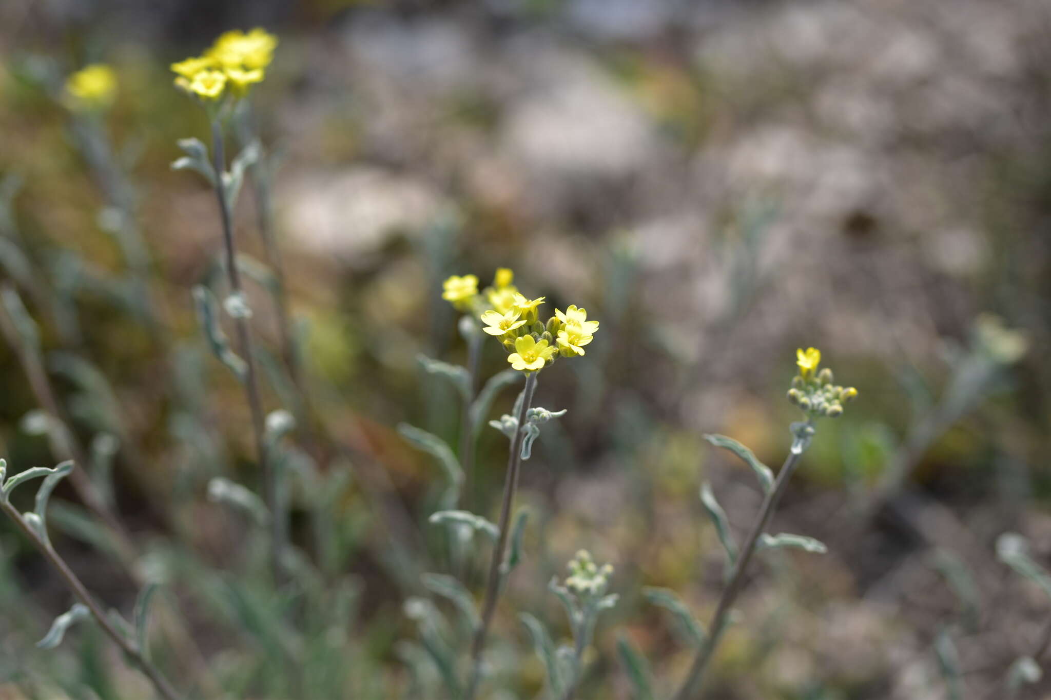 Image of Aurinia sinuata (L.) Griseb.