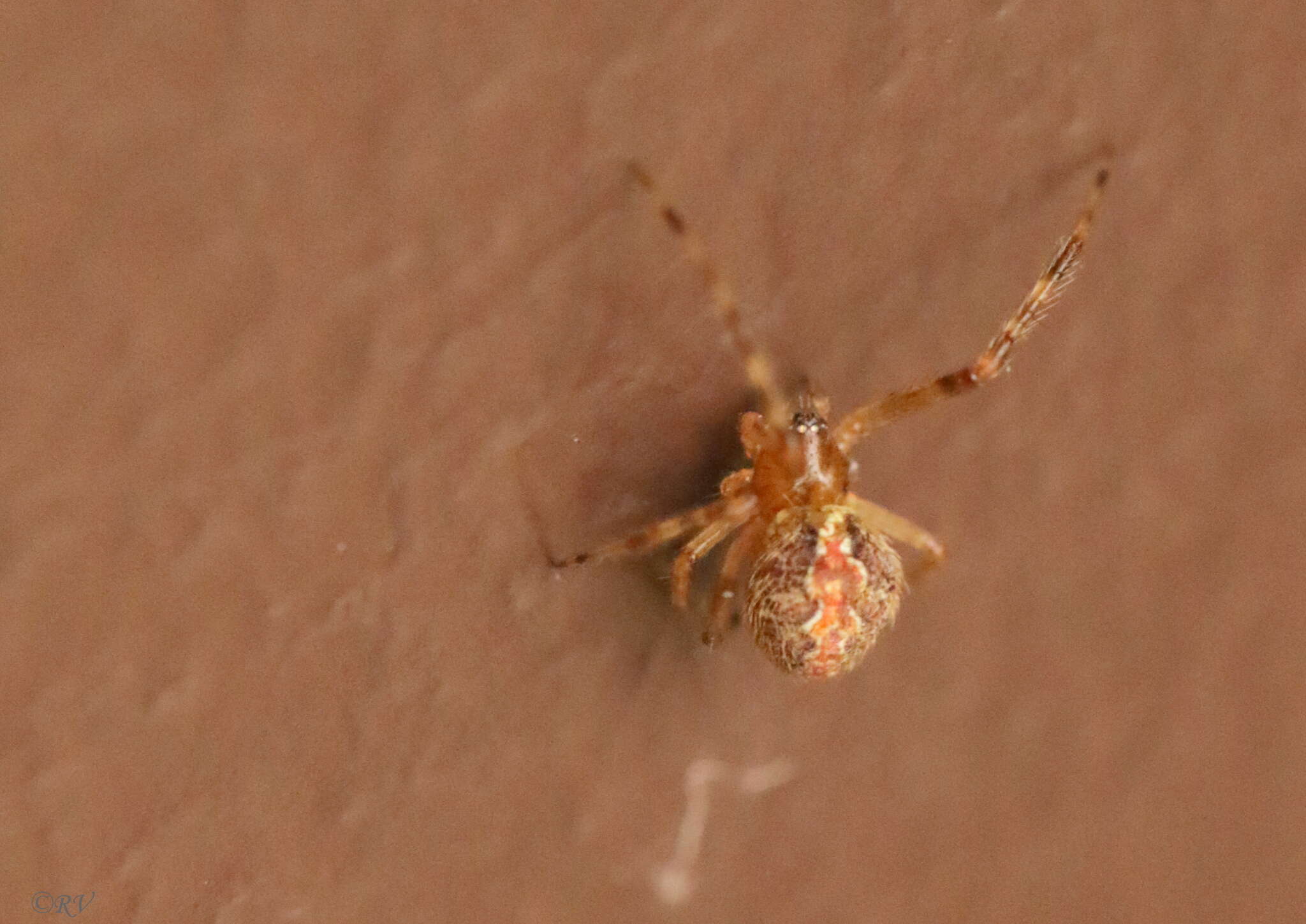 Image of Theridion pinastri L. Koch 1872