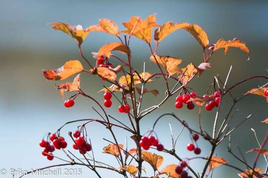 Imagem de Viburnum opulus L.