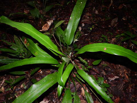 Image of Saxofridericia aculeata Körn.