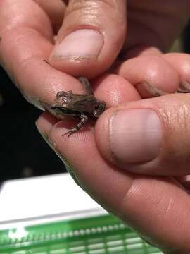 Image of Ornate Chorus Frog