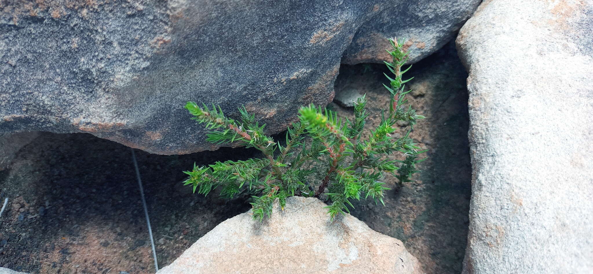 Слика од Crassula lanceolata (Eckl. & Zeyh.) Endl. ex Walp.