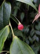 Image of Themistoclesia rostrata A. C. Sm.