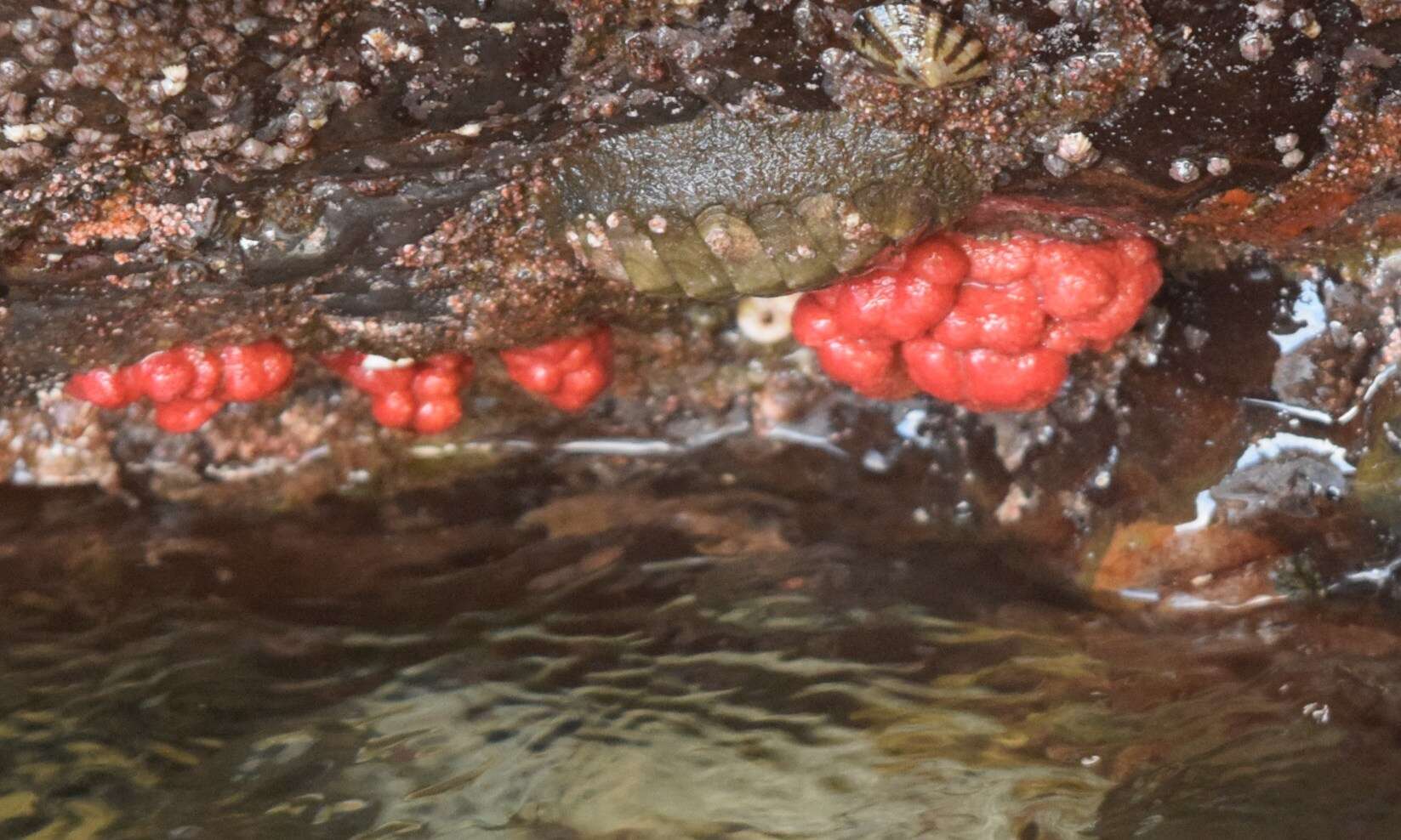 Image of Sea Strawberry