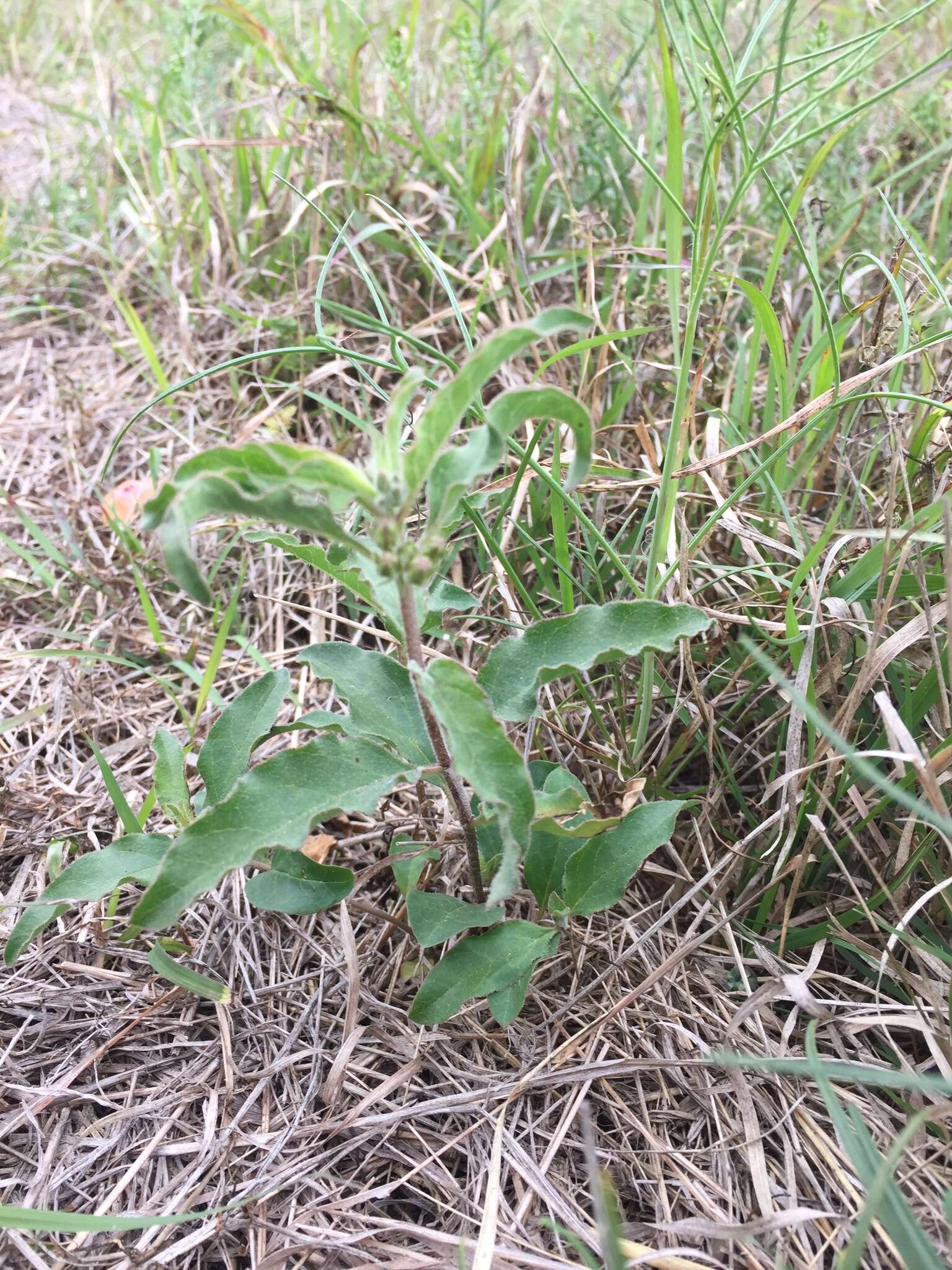 Image of Emory's milkweed