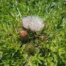 Cirsium scariosum var. loncholepis (Petr.) D. J. Keil的圖片