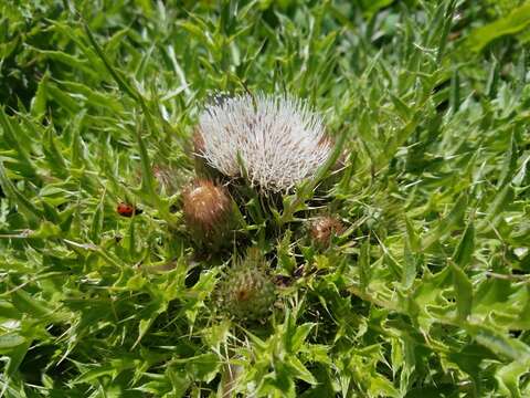 Cirsium scariosum var. loncholepis (Petr.) D. J. Keil的圖片