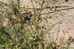 Image of Aspalathus collina subsp. collina