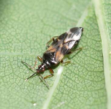 Image of Anthocoris nemoralis (Fabricius 1794)