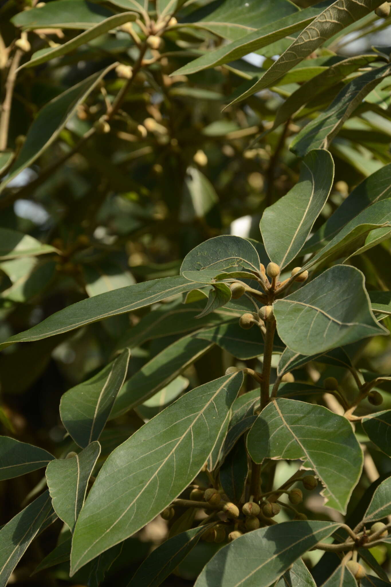 Actinodaphne quinqueflora (Dennst.) M. R. Almeida & S. M. Almeida resmi