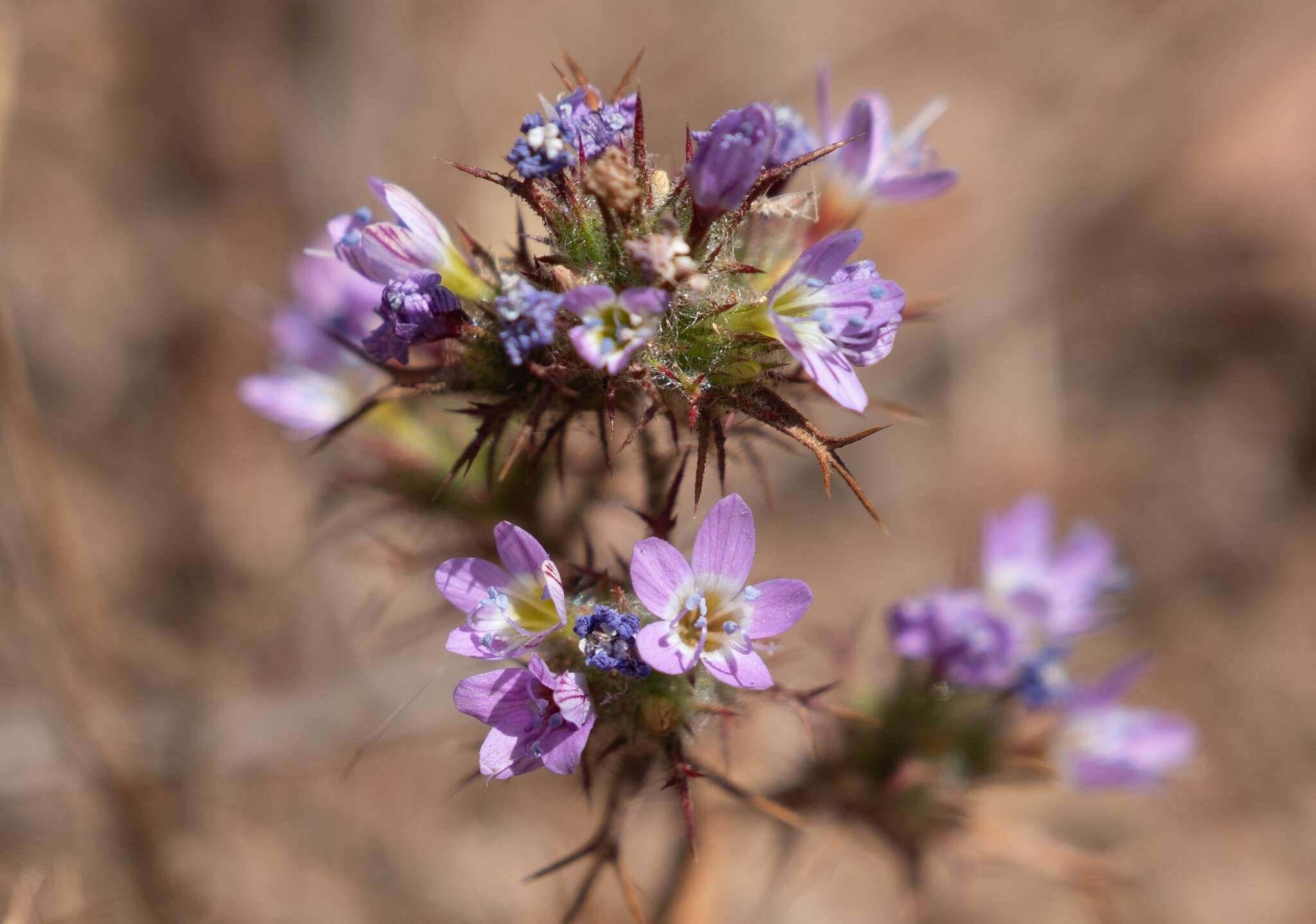 Image of hooked pincushionplant