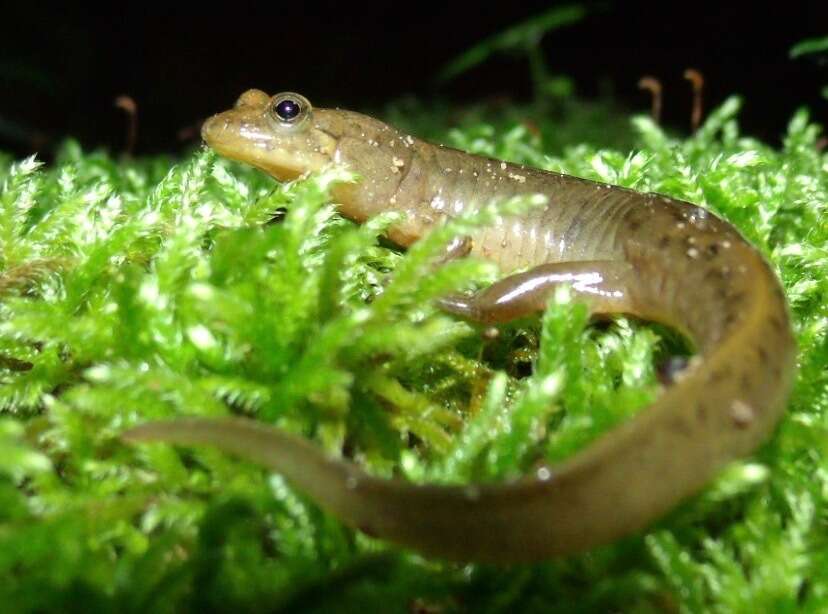 Image of Black mountain salamander