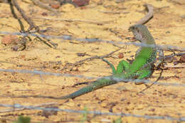 Image of Amazon Racerunner