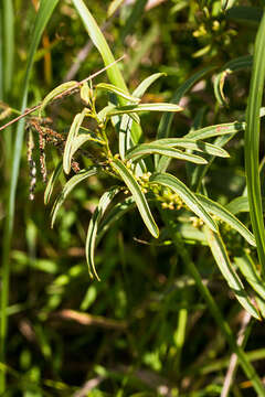 Dioscorea brownii Schinz的圖片