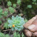 Image of Echeveria uhlii J. Meyrán