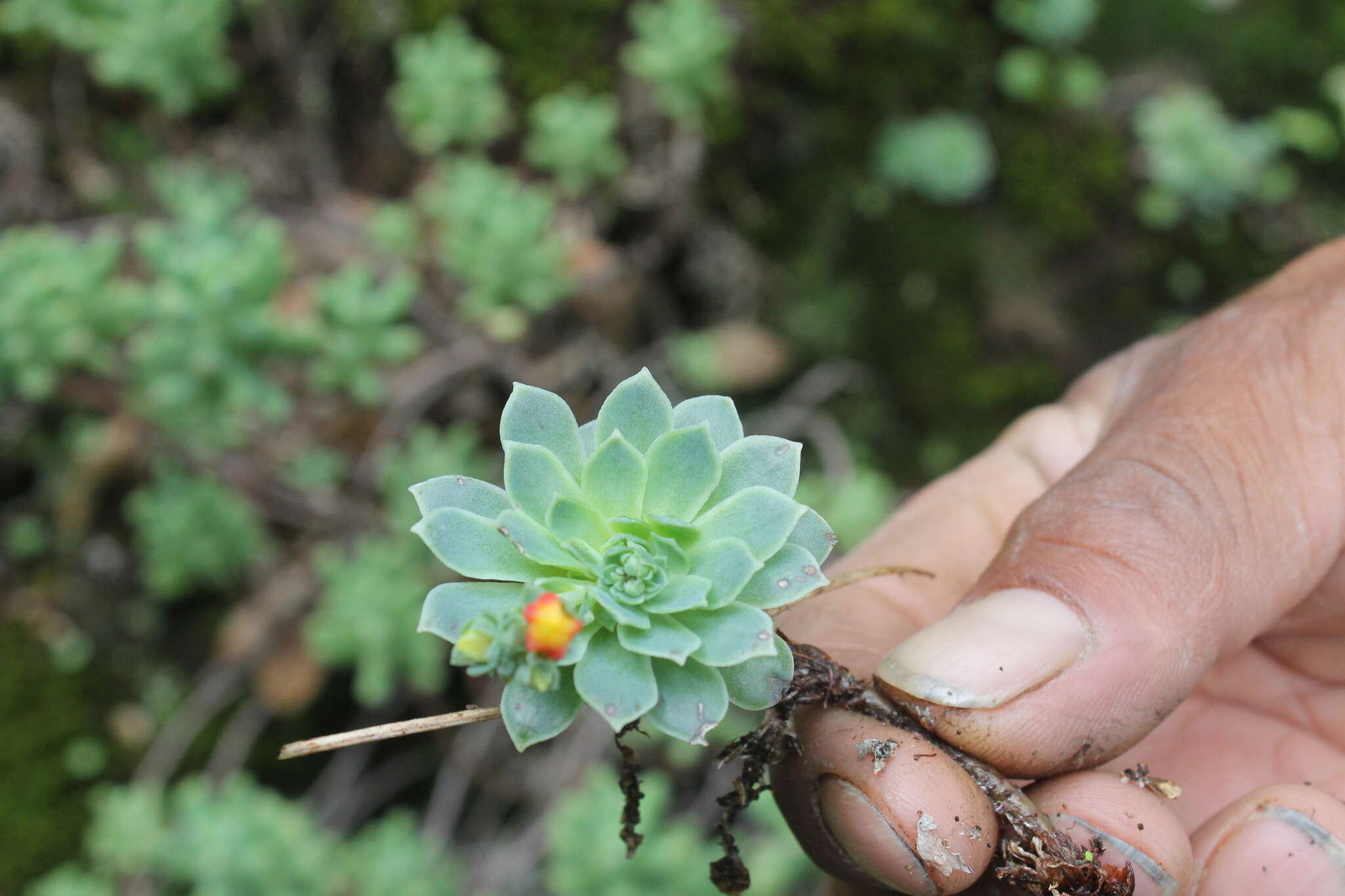 Image of Echeveria uhlii J. Meyrán