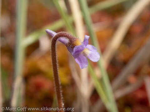 Image of Hairy Butterwort