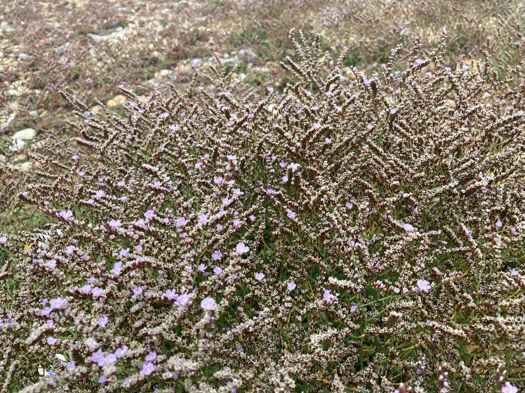 Image of Limonium hyblaeum Brullo