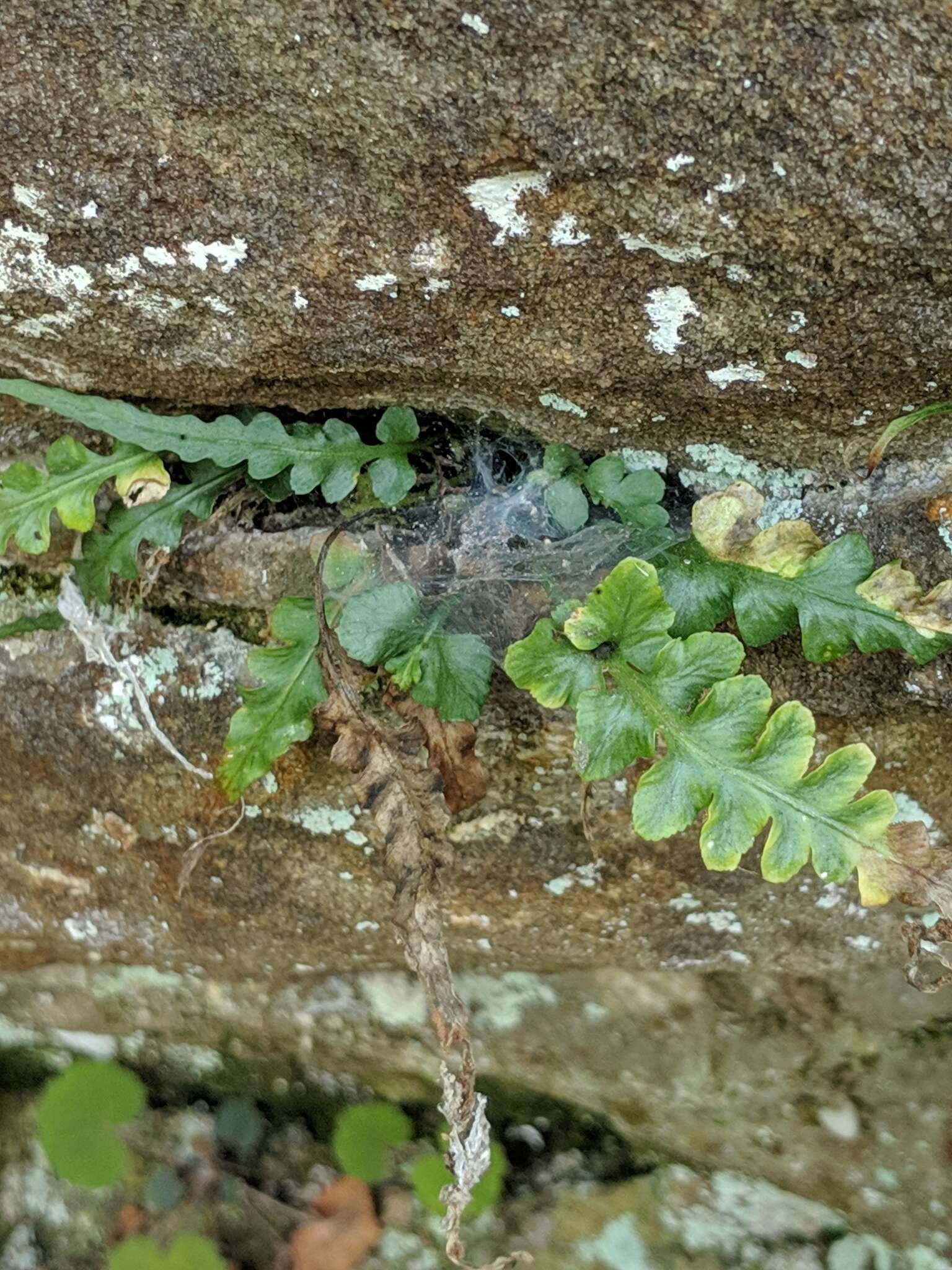 Image of lobed spleenwort