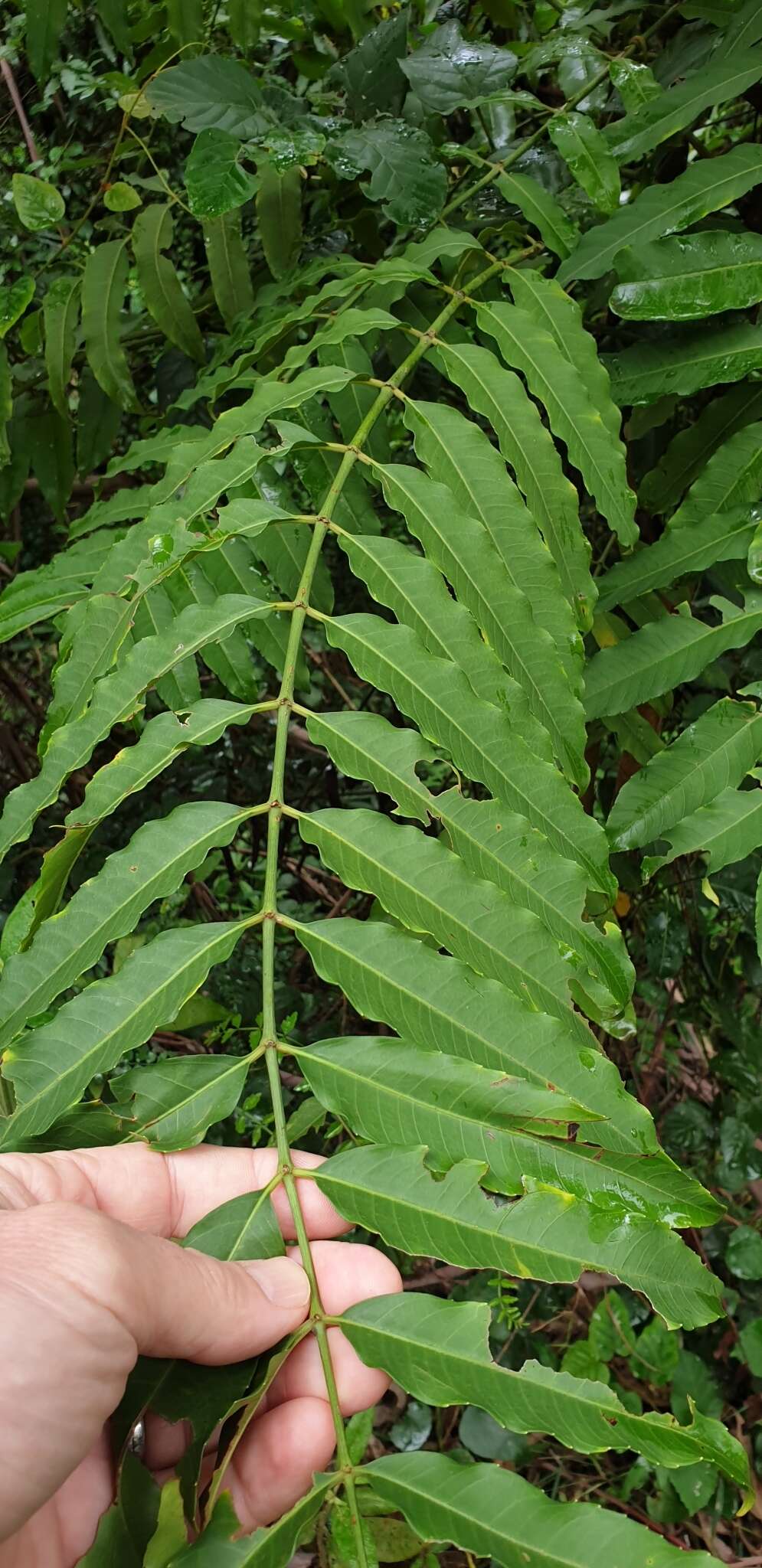 Image of Polyscias murrayi (F. Muell.) Harms