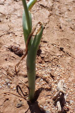 Image of Albuca leucantha U. Müll.-Doblies