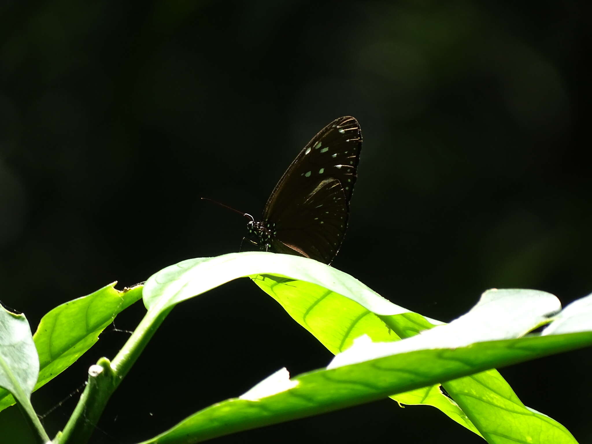 Image of Euploea mulciber basilissa Cramer 1782