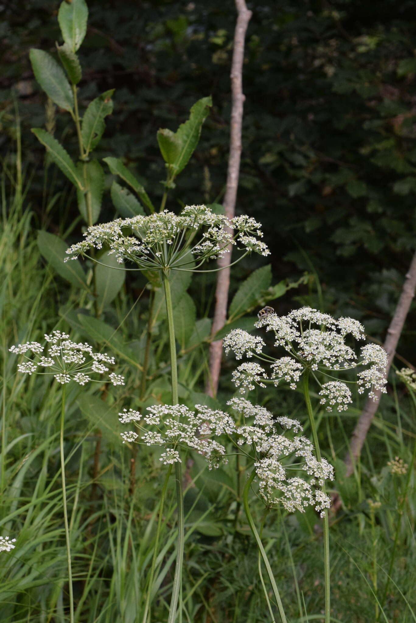 صورة Pteroselinum austriacum (Jacq.) Rchb.