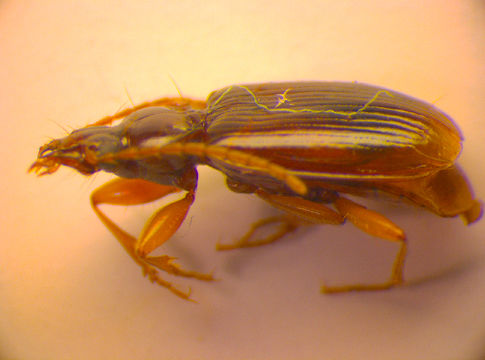 Image of <i>Minota obesa</i> (Waltl 1839) Waltl 1839