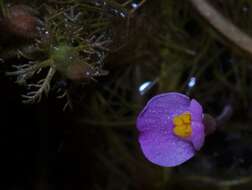 Image of Utricularia hydrocarpa Vahl