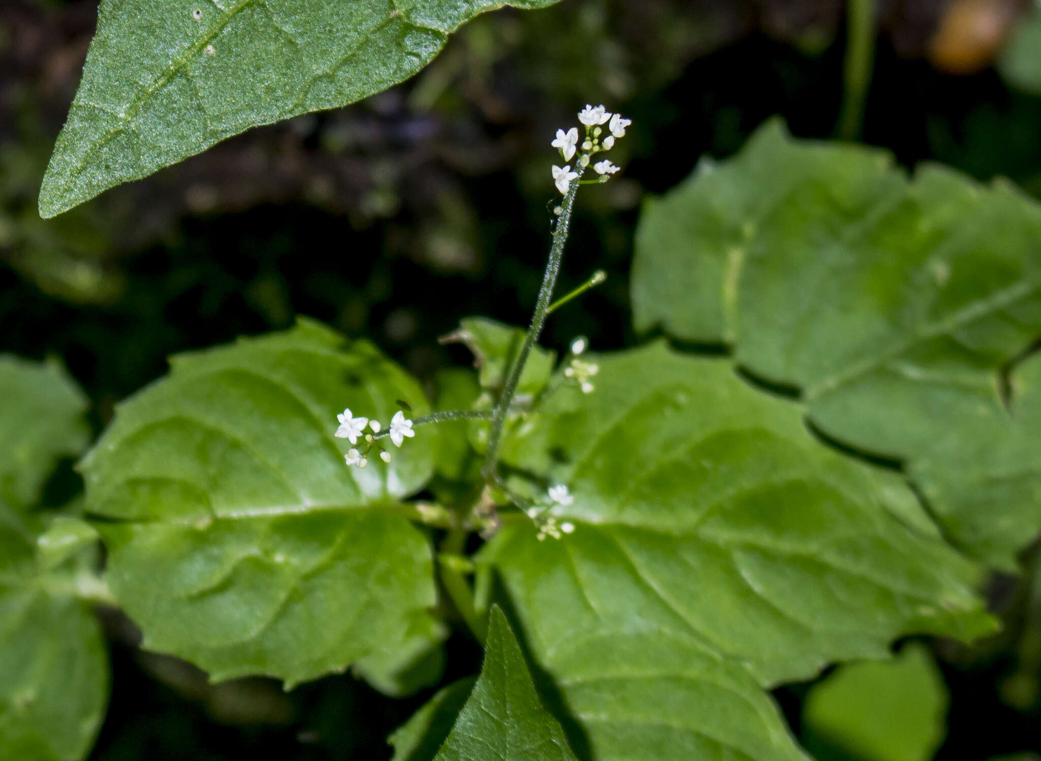 Image of Alpine enchanter’s-nightshade