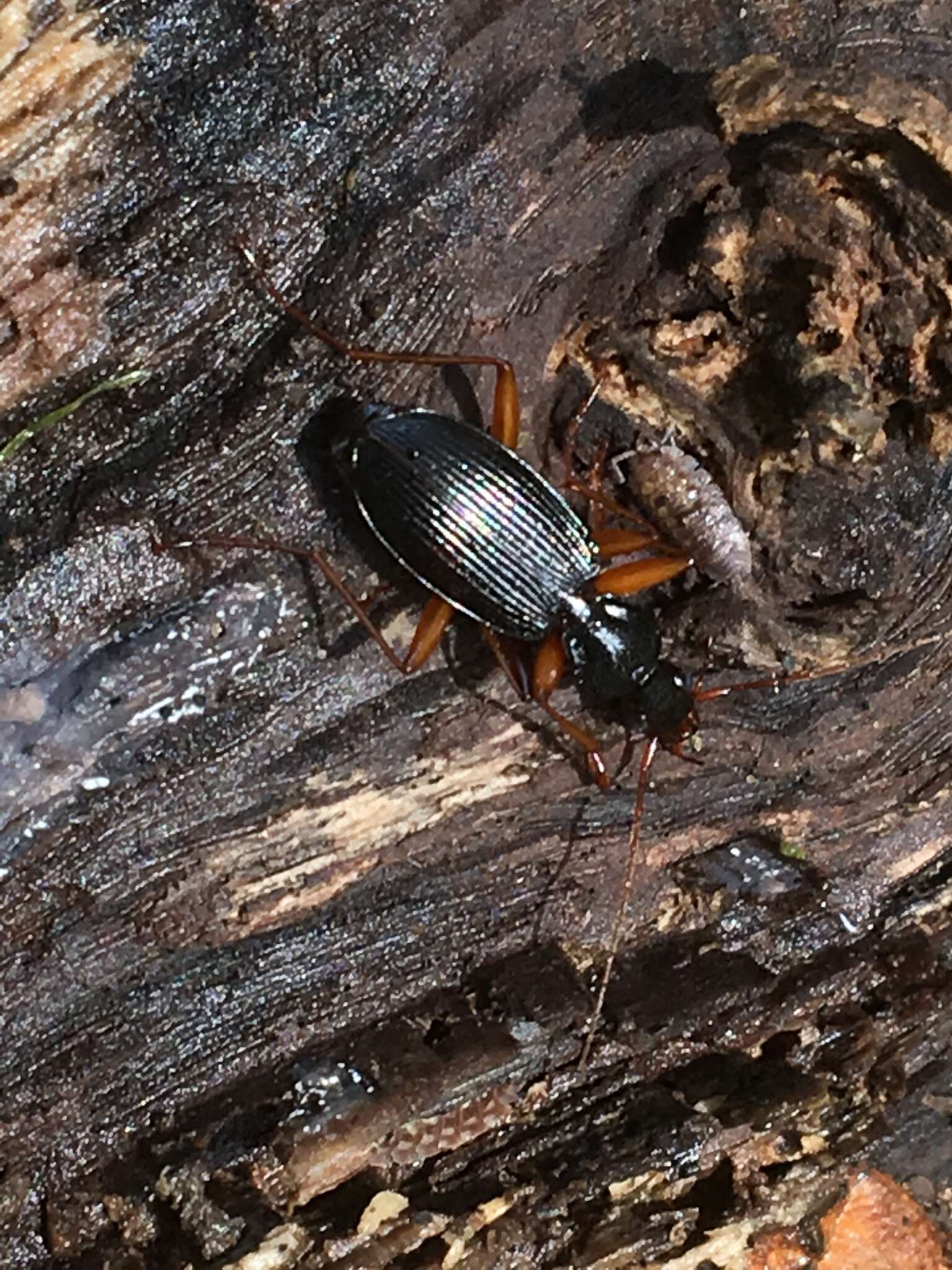 Слика од Platynus (Batenus) hypolithos (Say 1823)