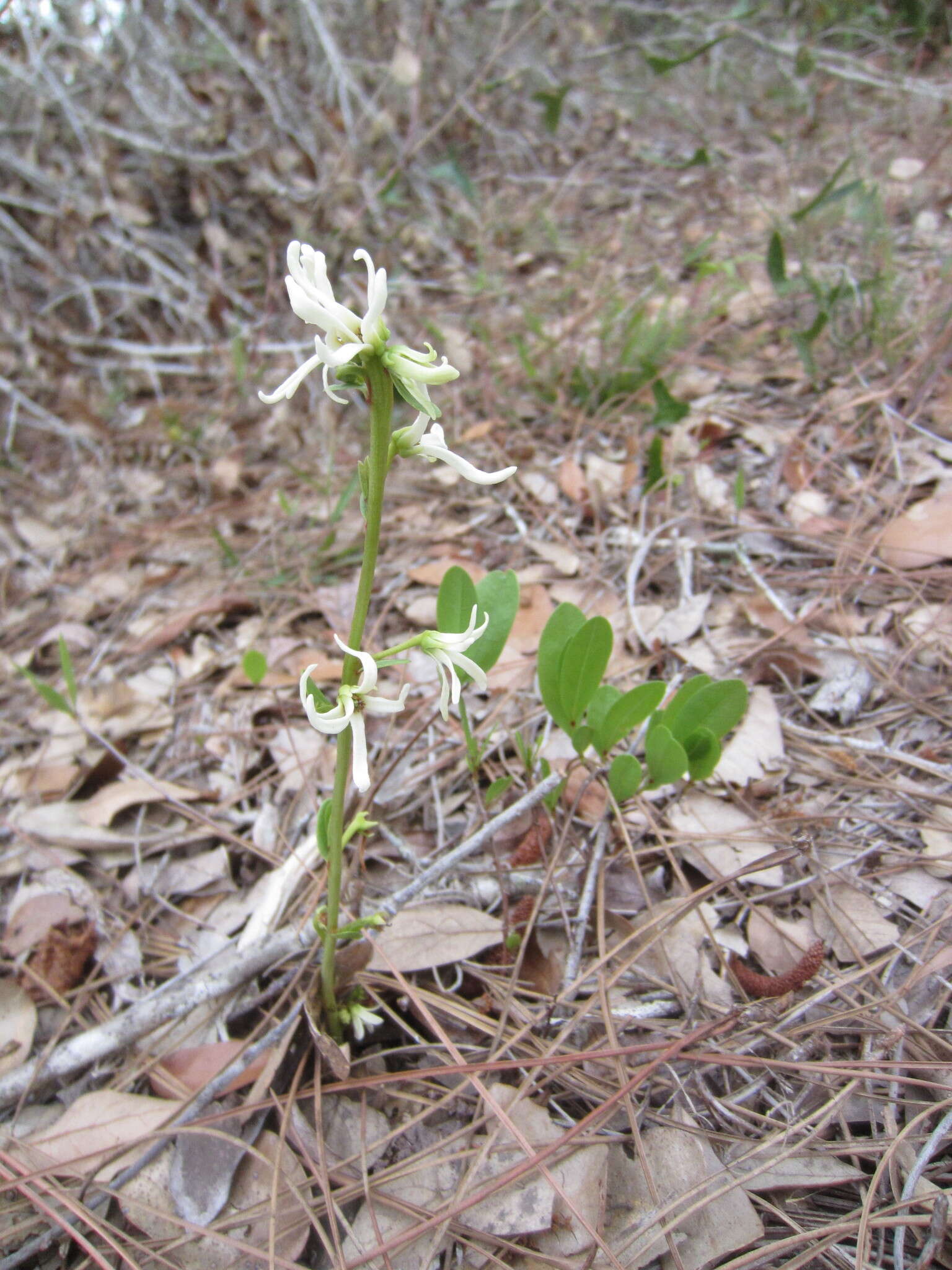 Image of Royal False Pawpaw