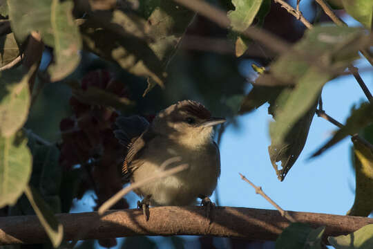 Image of Rufous-fronted Thornbird