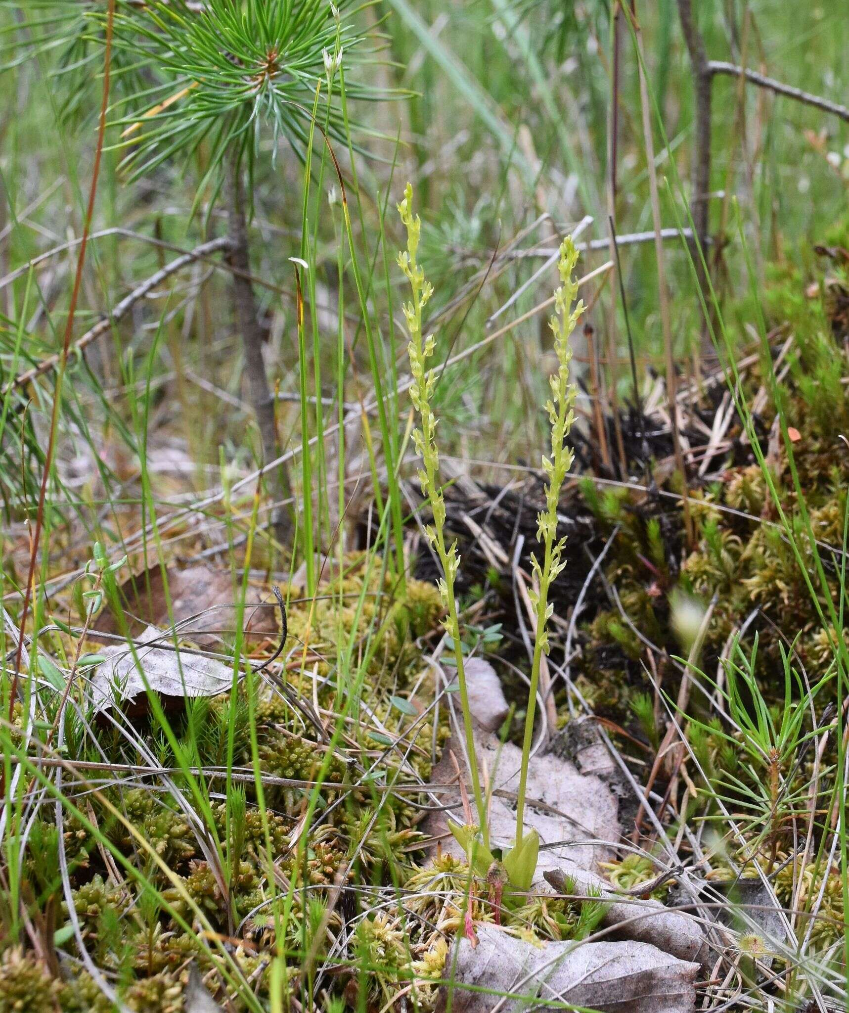 Image of Bog Orchid