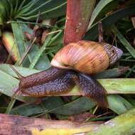 Image of Bocourtia aequatoria (L. Pfeiffer 1853)