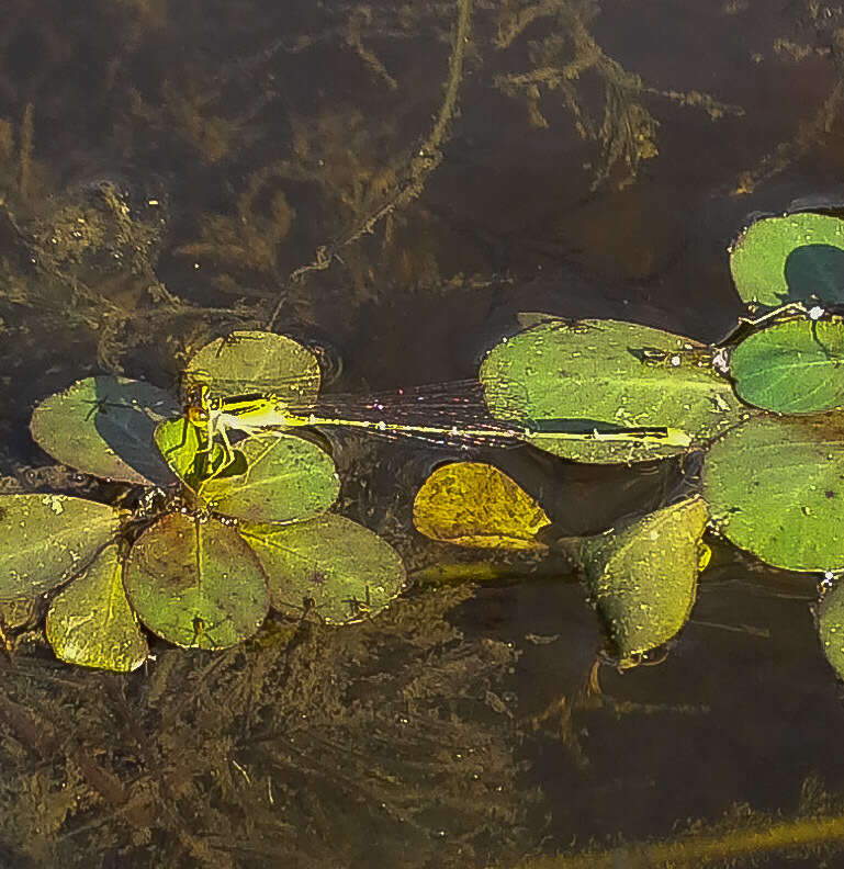 Image of Orange Bluet