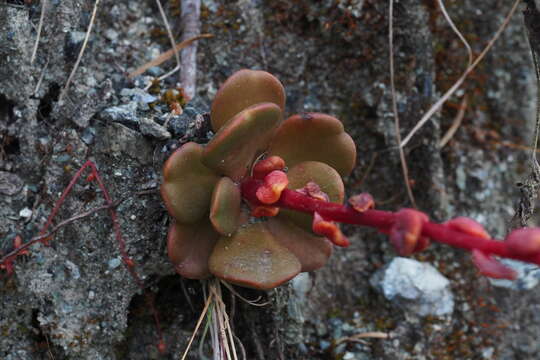 Image of roseflower stonecrop