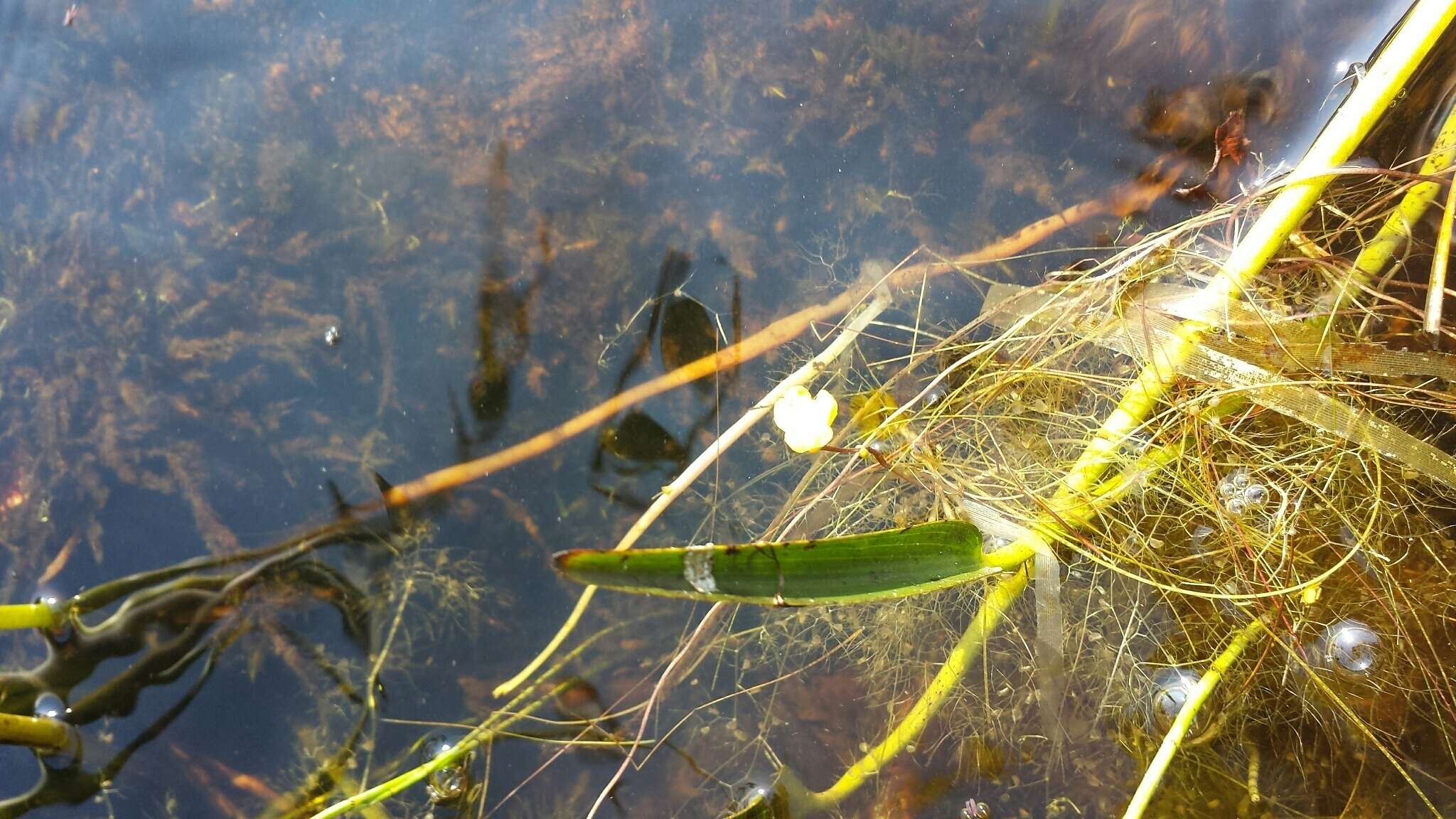 Image of little floating bladderwort