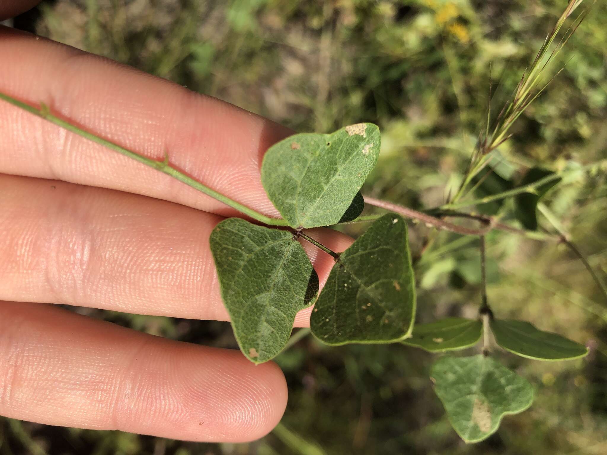 صورة Phaseolus polystachios var. sinuatus (Torr. & A. Gray) Marechal et al.