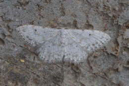 Image of Idaea camparia Herrich-Schäffer 1851