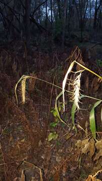 Plancia ëd Elymus canadensis L.