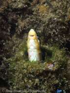 Image of Hit and Run Blenny